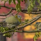 Urban Birding- Yellow Footed Green Pigeons